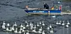 Schwäne kommen jetzt endlich auf die Alster