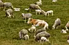 Ein Rind liegt auf der Wiese zwischen vielen Schafen.