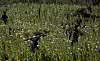 Opium Feld Myanmar