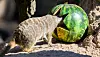 Köpfchen in die Melone – und ab dafür. Ein Erdmännchen nascht die Leckerei lieber von innen weg.