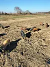 Kleine Ferkel stehen auf einem Feld