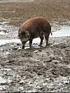Ein Schwein steht auf einem matschigen Feld