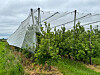 Obstplantage mit Hagelschutznetz über den Baumreihen unter wolkigem Himmel.