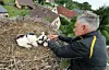 Mann beringt drei Storchküken im Nest auf einem Dach in Mecklenburg-Vorpommern.