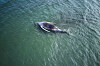 Stranded Whale Timmy: From North Sea Tragedy to Theater Stage