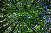 Blick nach oben in grüne Baumkronen und dichtes Blätterdach im Wald.