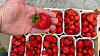 Hand hält eine Erdbeere über Kisten mit Erdbeeren auf einem Marktstand.