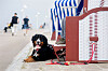 Berner Sennenhund Iceman liegt neben einem Strandkorb an der Strandpromenade.
