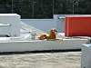 Tigerähnliche Figur auf weißem Flachdach neben roter Wand und technischen Aufbauten.