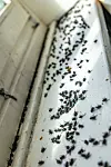 Überall auf den Fensterbänken liegen tote Fliegen – ein Ende der Plage ist nicht in Sicht.