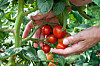 Fruchtfolge-im-Beet-So-bleibt-der-Boden-nach-der-Ernte-fit