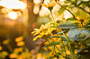 Gelber Sonnenhut blüht im Garten bei Abenddämmerung in Wittenberge.