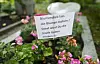 Schild auf einem Grab im Friedhof Weinheim mit Warnung an Blumendiebe, daneben Blumen.