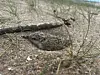 Getarnter Jungvogel sitzt zwischen Kies und Strandgras am Ufer.