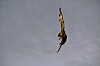 Greifvogel stürzt mit ausgebreiteten Flügeln vor grauem Himmel nach unten.