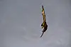 Greifvogel stürzt mit ausgebreiteten Flügeln vor grauem Himmel nach unten.
