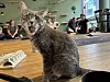Gestreifte Katze im Vordergrund, dahinter Menschen auf Yogamatten in einem Studio.