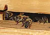Die Bienen sind vorübergehend in einer Kiste auf der Baustelle untergebracht, die Bienen-Freund Jovica Stankovski gebaut hat.