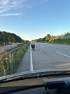Rind läuft auf der Autobahn neben einer mehrspurigen Fahrbahn bei klarem Himmel.