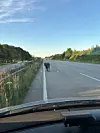 Rind läuft auf der Autobahn neben einer mehrspurigen Fahrbahn bei klarem Himmel.