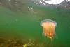 Feuerqualle treibt im grünen Flachwasser knapp unter der Oberfläche.