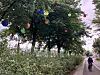 Bunte Kugeln hängen an Bäumen entlang eines Gehwegs; zwei Personen gehen rechts vorbei.