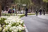 Radfahrende auf der umgebauten Louise-Schroeder-Straße, flankiert von weißen Tulpen und Bäumen.