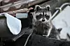 Waschbär sitzt auf einem Dachbalken neben einer Regenröhre im Dachbereich.