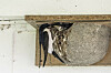 Mehlschwalben am Lehmnest unter einem Dachvorsprung.