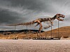 Dino-Skelett-f-r-Rekord-Summe-versteigert-doch-es-gibt-Kritik