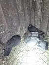 Drei Tauben an einer verwitterten Mauer, eine im hellen Blitzlicht auf dem Boden.