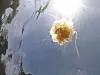 Feuerqualle treibt im Wasser vor Niendorf in der Lübecker Bucht an der Ostsee.