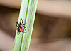 Der Gemeine Holzbock (Ixodes ricinus). Der Holzbock ist die Zeckenart die Borrelien und FSME-Viren auf Mensch und Tier übertragen kann.