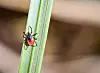 Der Gemeine Holzbock (Ixodes ricinus). Der Holzbock ist die Zeckenart die Borrelien und FSME-Viren auf Mensch und Tier übertragen kann.