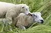 Mutterschaf und Jungtier liegen im hohen Gras, der Wind biegt die Wiese.