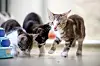 Junge Katzen im Tierheim Bremen. Die Tierheime und Wildtierstationen in Bremen und Niedersachsen stoßen in den Ferien an ihre Kapazitätsgrenzen.