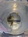 Krebse angeln macht Spaß und ist eine schöne Kindheitserinnerung.