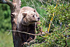 Braunbär klettert im Gehege im Wildpark Poing auf einen Baum.