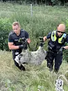 Zwei Polizisten tragen ein totes Schaf durch hohes Gras auf einer Wiese.