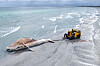 Toter Buckelwal und Bergungsfahrzeug am Strand von Anholt, von oben aus der Luft aufgenommen.