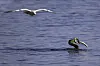 Kormoran schwimmt mit Aal im Schnabel auf dem Wasser in Hamburg.