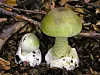 Forensische Untersuchungen ergaben, dass sich in dem Essen ein giftiger Pilz befand. Dabei soll es sich um den berüchtigten Grünen Knollenblätterpilz (Amanita phalloides) gehandelt haben, auch „Todeskappe“ genannt.