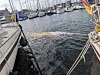 Großer Wal schwimmt im Hafen von Wismar zwischen vertäuten Segelbooten.
