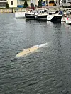 Großer Wal schwimmt im Hafen von Wismar nahe Booten und Stegen.