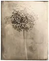 Vertrocknete Blüte mit langem Stiel vor hellem, verschwommenem Hintergrund.