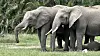 Elefanten im Amboseli-Nationalpark vor dichtem Grün.