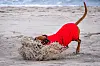 Hund im roten Pullover sucht im Sand am Ostseestrand nach seinem Spielzeug.