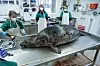 Experten des Deutschen Meeresmuseums untersuchen eine Kegelrobbe auf einem Labortisch.