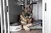 Polizeihund