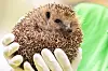 Tierärztin hält einen zusammengerollten Igel in behandschuhten Händen in Hannover.